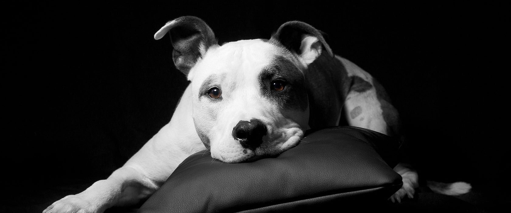 American Staffordshire auf Kissen, Glasbild Panorama