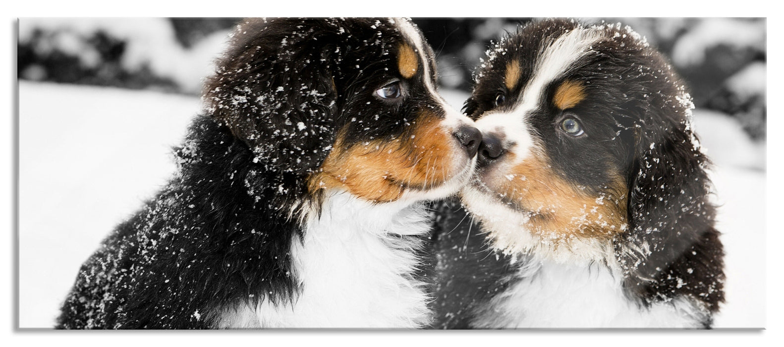 Pixxprint Bernersennenhunde im Schnee, Glasbild Panorama