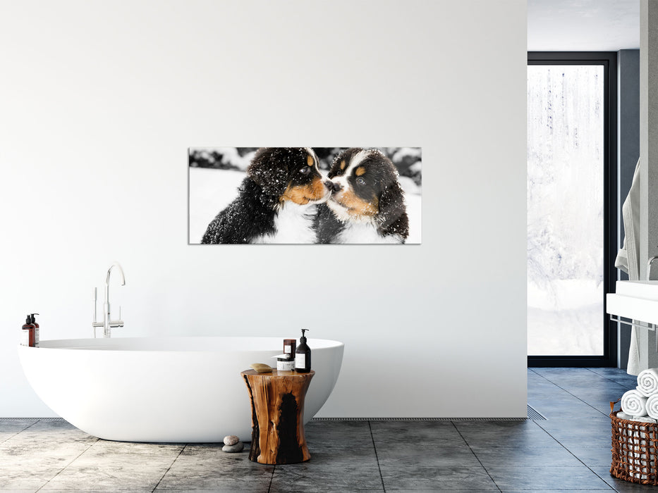 Bernersennenhunde im Schnee, Glasbild Panorama