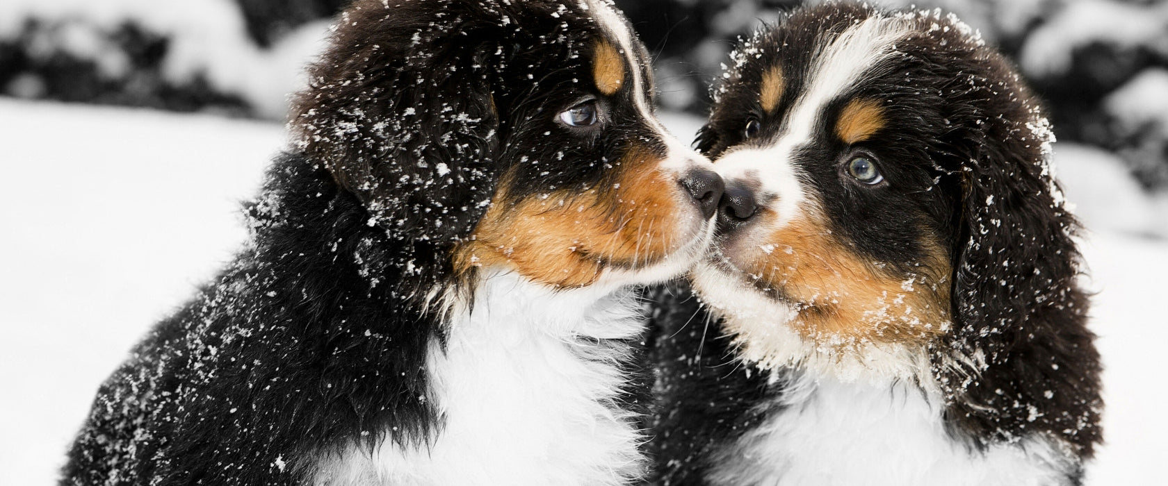 Bernersennenhunde im Schnee, Glasbild Panorama