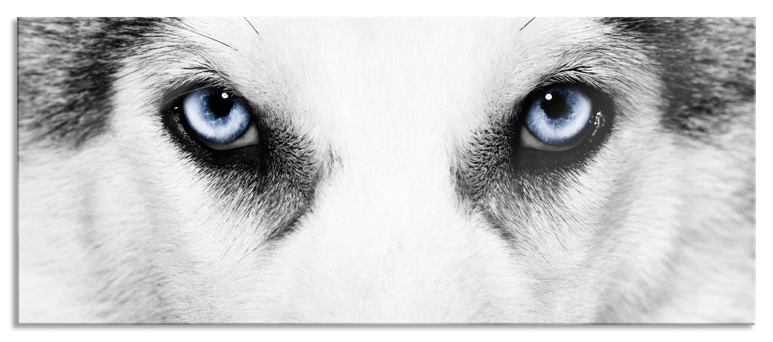 Pixxprint Husky mit Eisblauen Augen, Glasbild Panorama