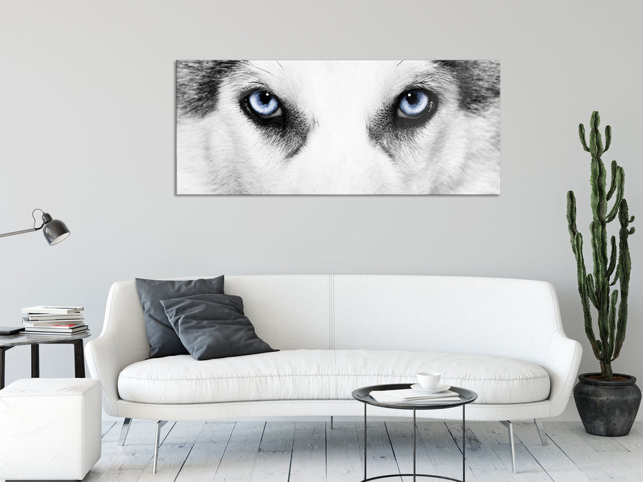 Husky mit Eisblauen Augen, Glasbild Panorama