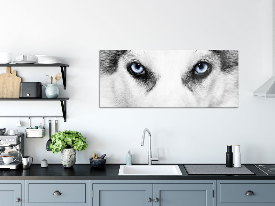 Husky mit Eisblauen Augen, Glasbild Panorama