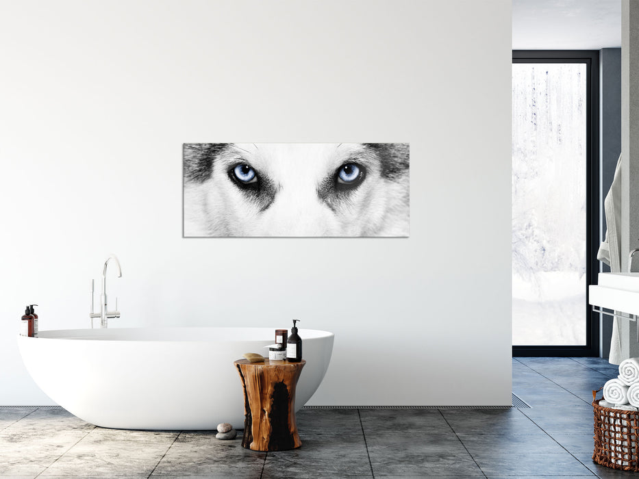 Husky mit Eisblauen Augen, Glasbild Panorama