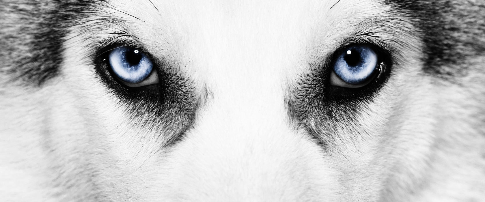 Husky mit Eisblauen Augen, Glasbild Panorama