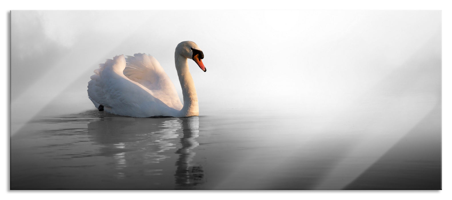 Pixxprint einsamer Schwan auf See, Glasbild Panorama