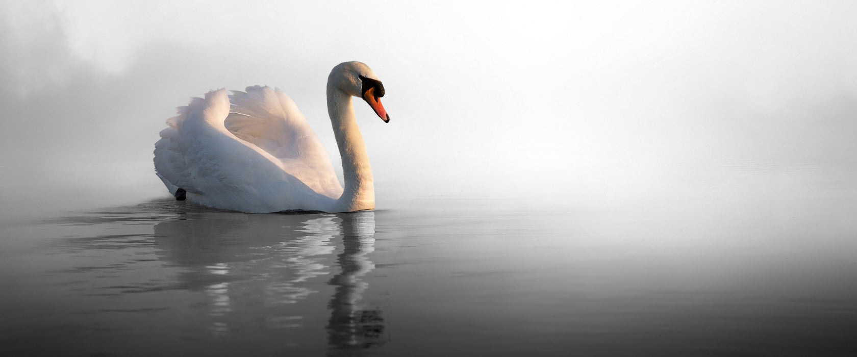 einsamer Schwan auf See, Glasbild Panorama