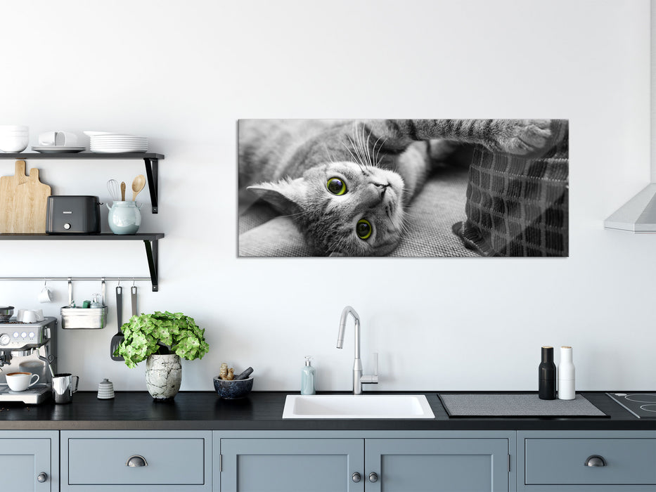 Katze spielt mit Kissen, Glasbild Panorama