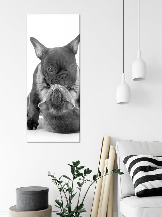 Katze hängt an Mops, Glasbild Panorama