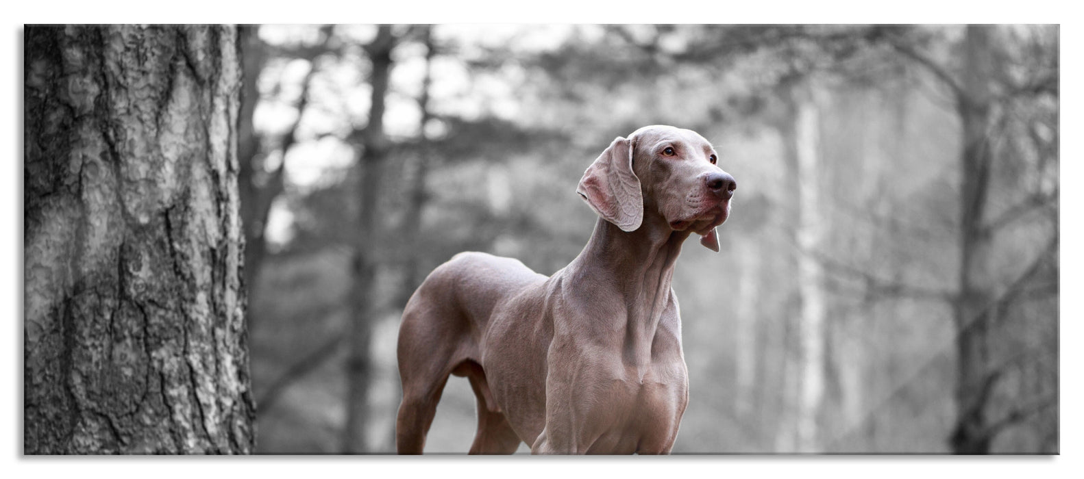 Pixxprint Weimaraner Baumwurzeln, Glasbild Panorama