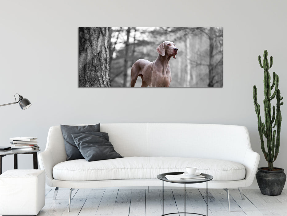 Weimaraner Baumwurzeln, Glasbild Panorama