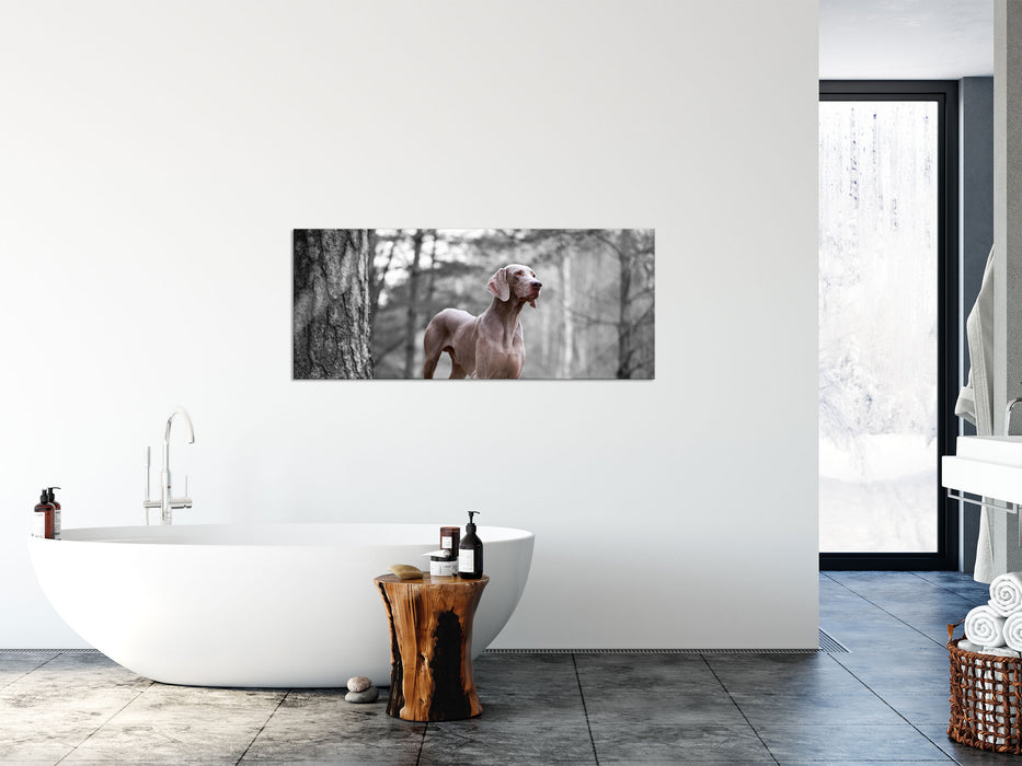 Weimaraner Baumwurzeln, Glasbild Panorama