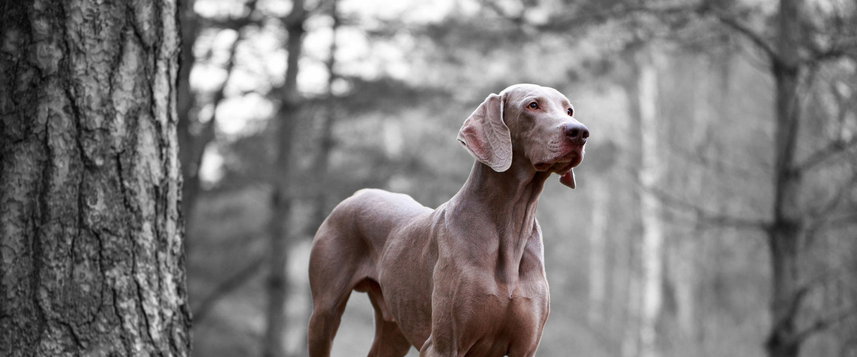 Weimaraner Baumwurzeln, Glasbild Panorama