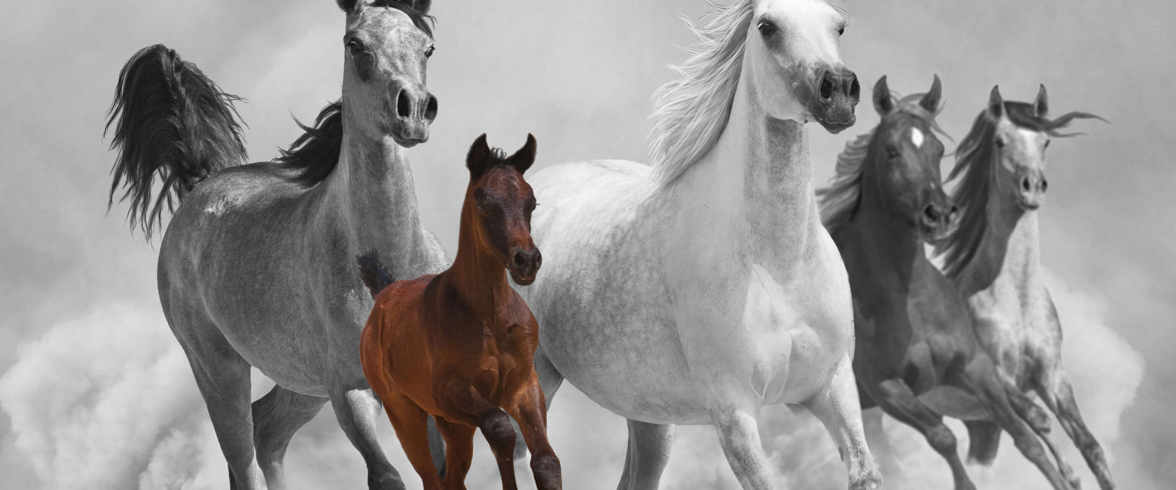 Mustangs in der Wüste mit Fohlen, Glasbild Panorama