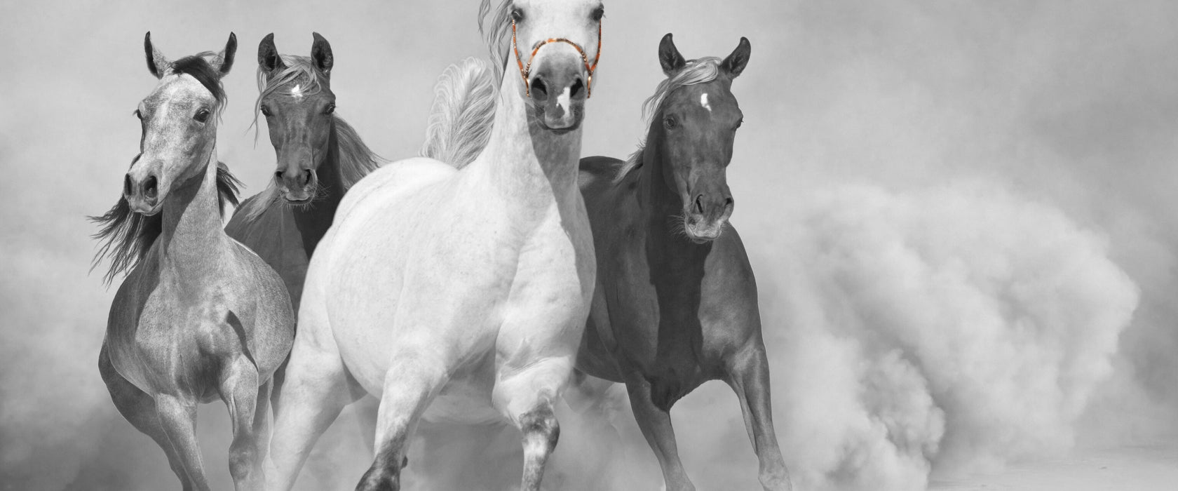 Mustangs ausgelassen in der Wüste, Glasbild Panorama