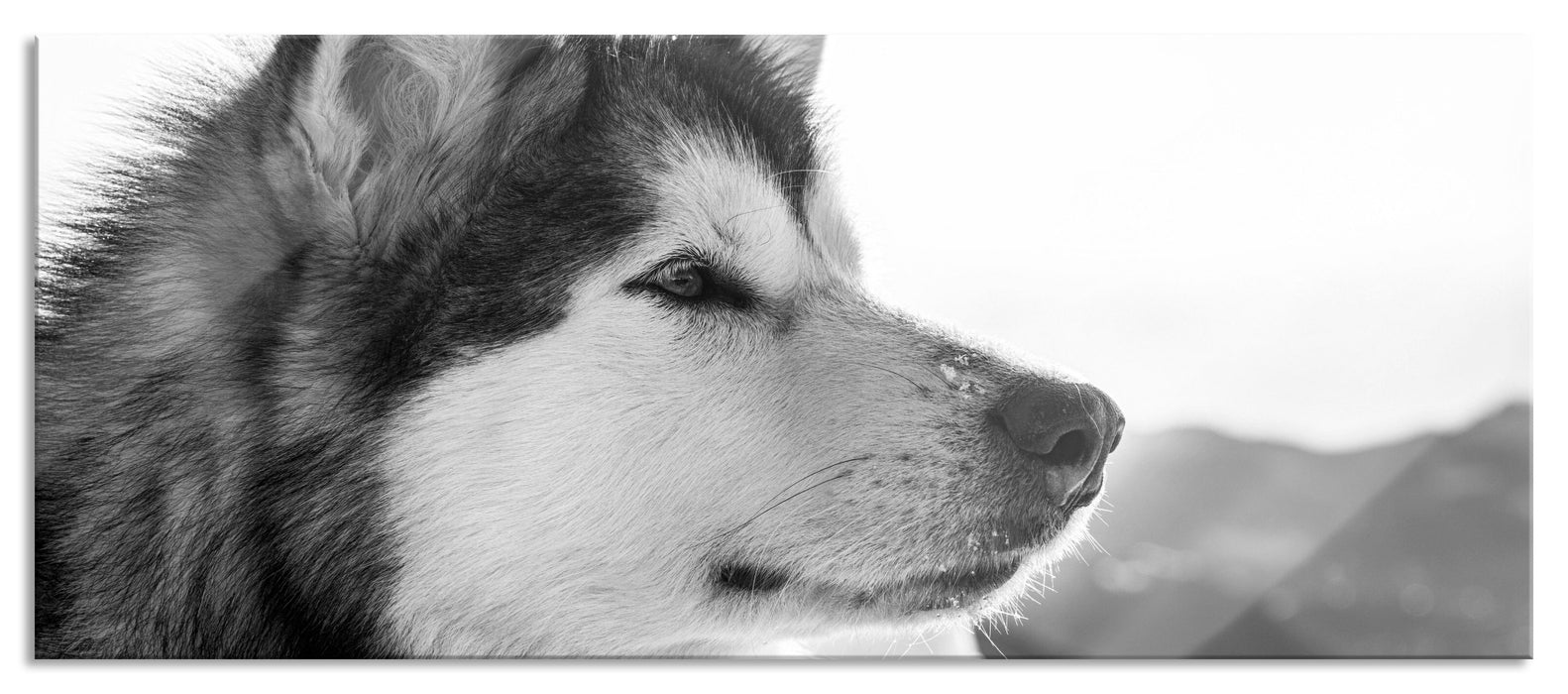 Pixxprint wunderschöner Husky im Schnee, Glasbild Panorama