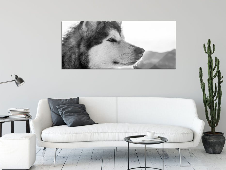 wunderschöner Husky im Schnee, Glasbild Panorama