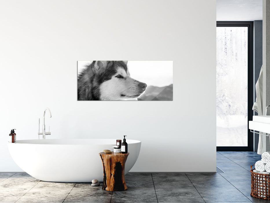 wunderschöner Husky im Schnee, Glasbild Panorama