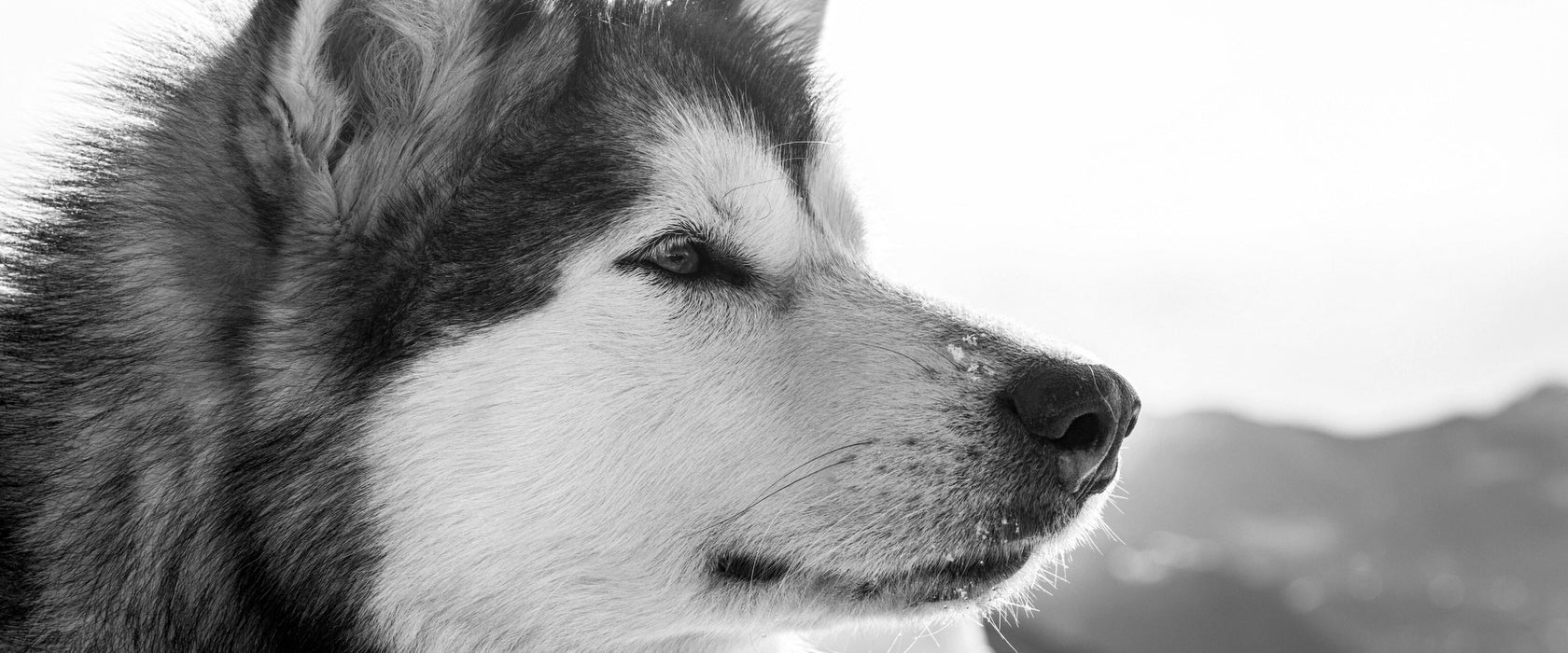 wunderschöner Husky im Schnee, Glasbild Panorama