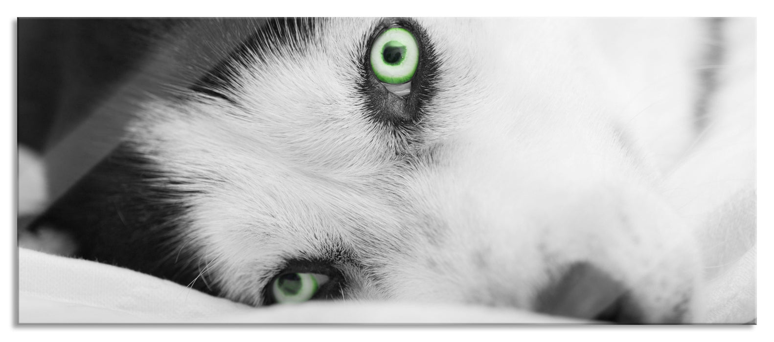 Pixxprint Husky im Bett mit Augen, Glasbild Panorama