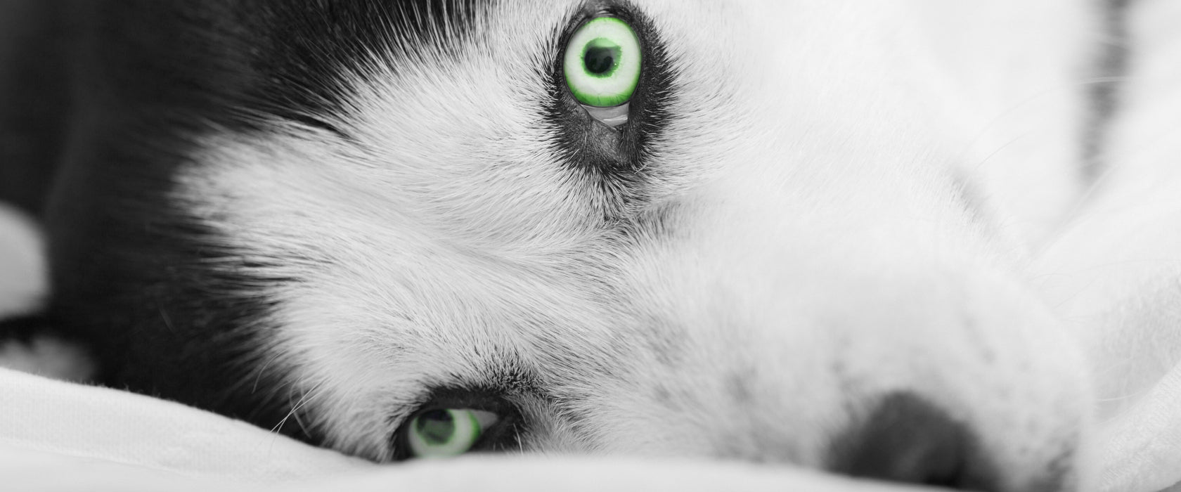 Husky im Bett mit Augen, Glasbild Panorama