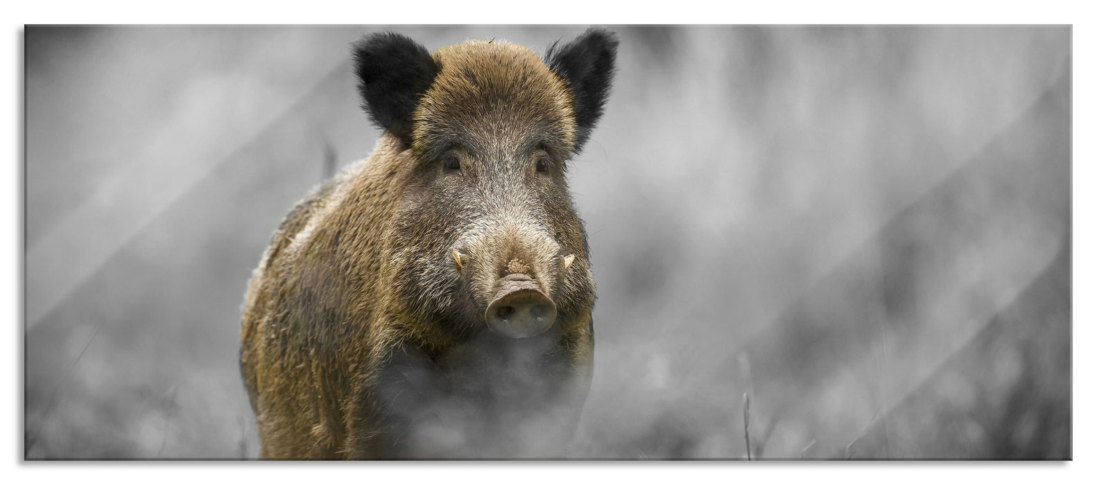 Pixxprint einsames Wildschwein im Wald, Glasbild Panorama