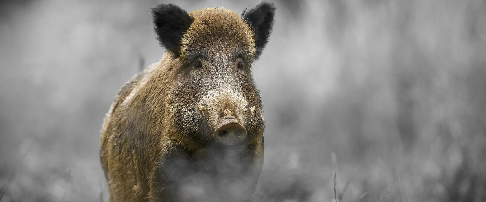 einsames Wildschwein im Wald, Glasbild Panorama