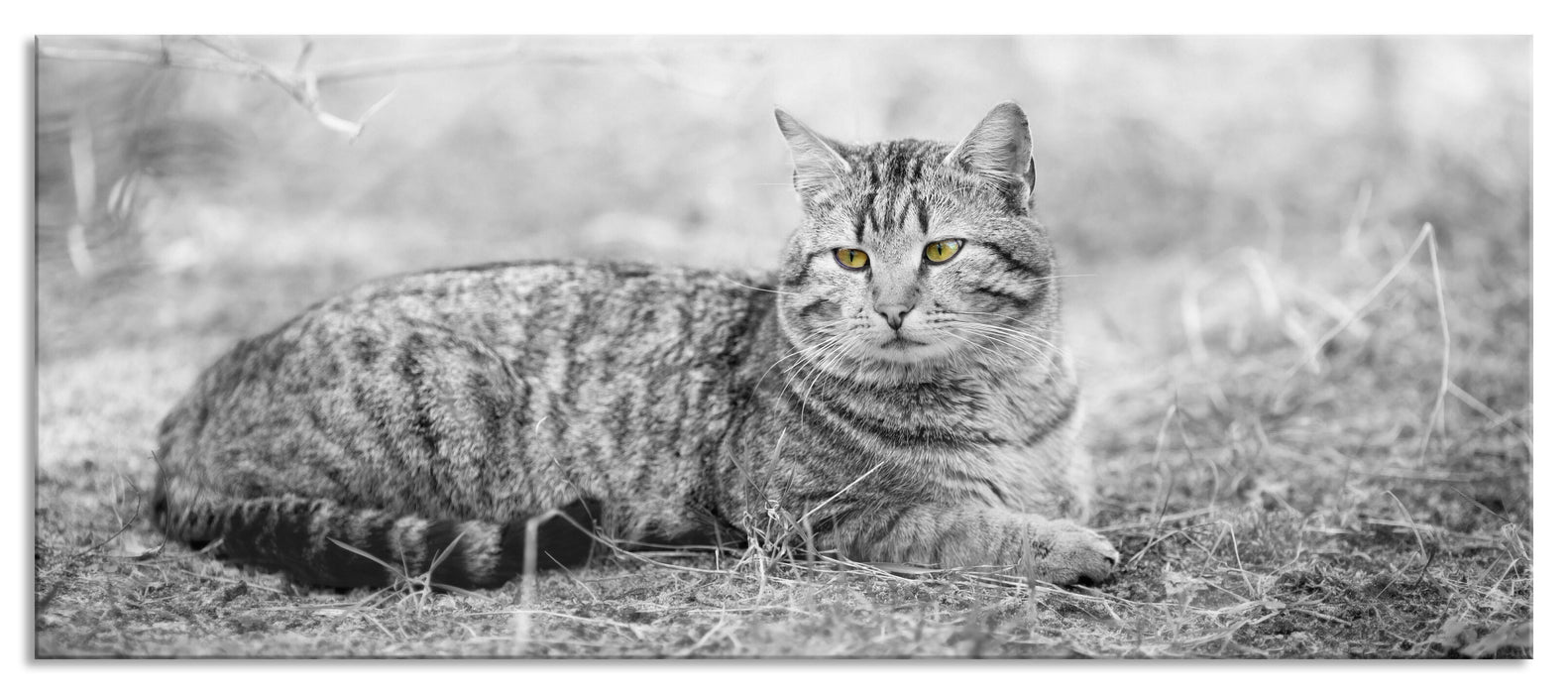 Pixxprint Katze auf Waldboden, Glasbild Panorama