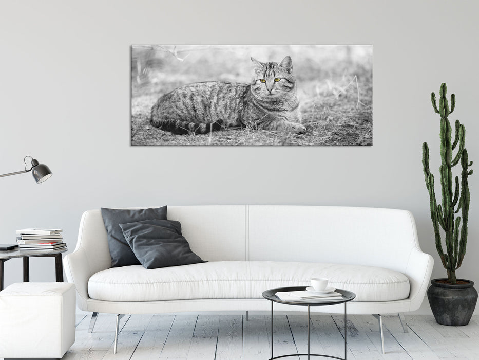 Katze auf Waldboden, Glasbild Panorama