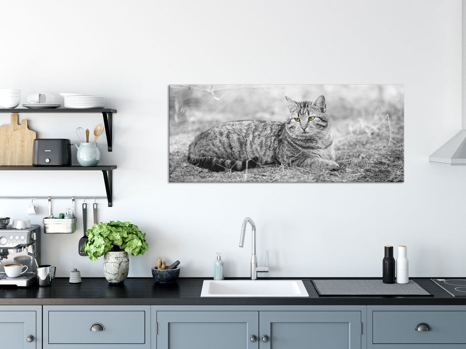 Katze auf Waldboden, Glasbild Panorama