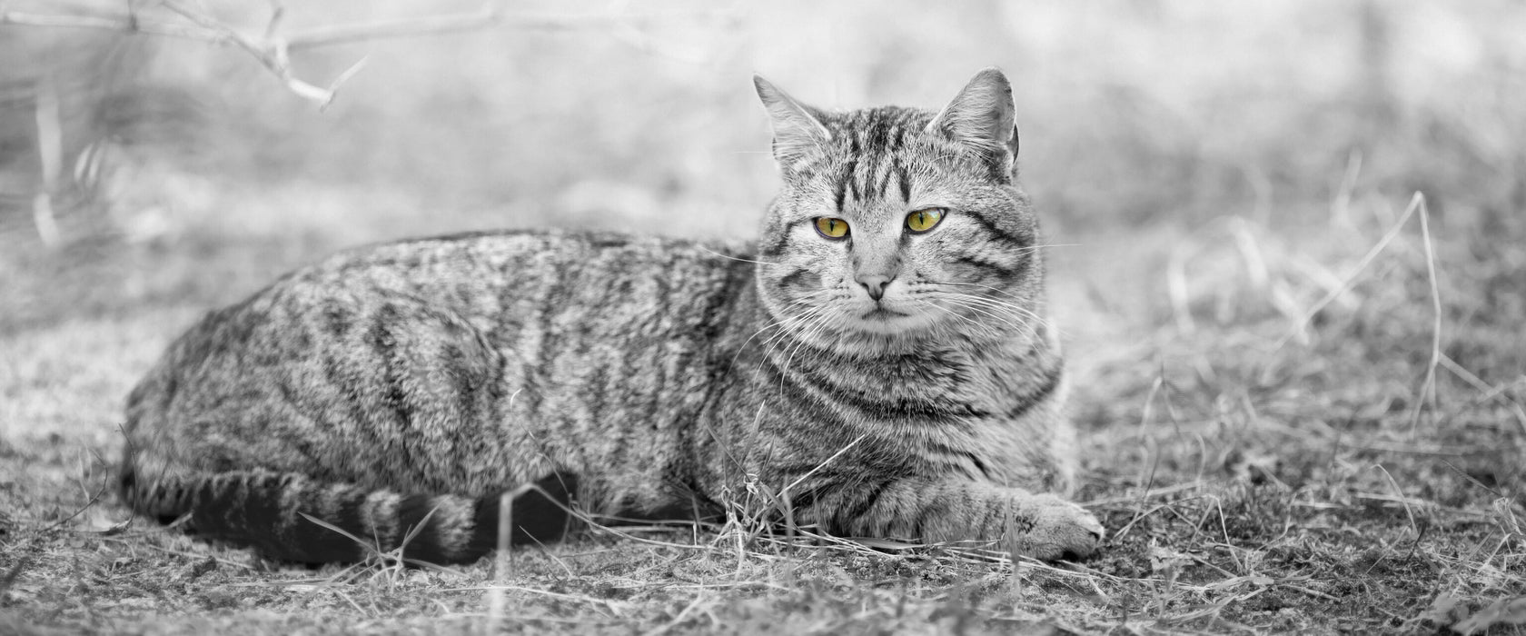 Katze auf Waldboden, Glasbild Panorama