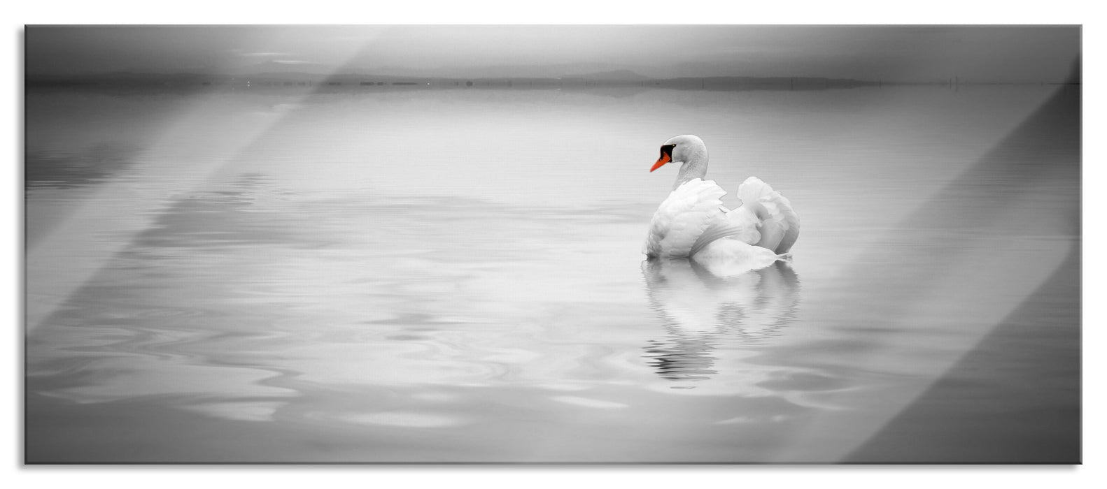 Pixxprint wunderschöner Schwan auf See, Glasbild Panorama