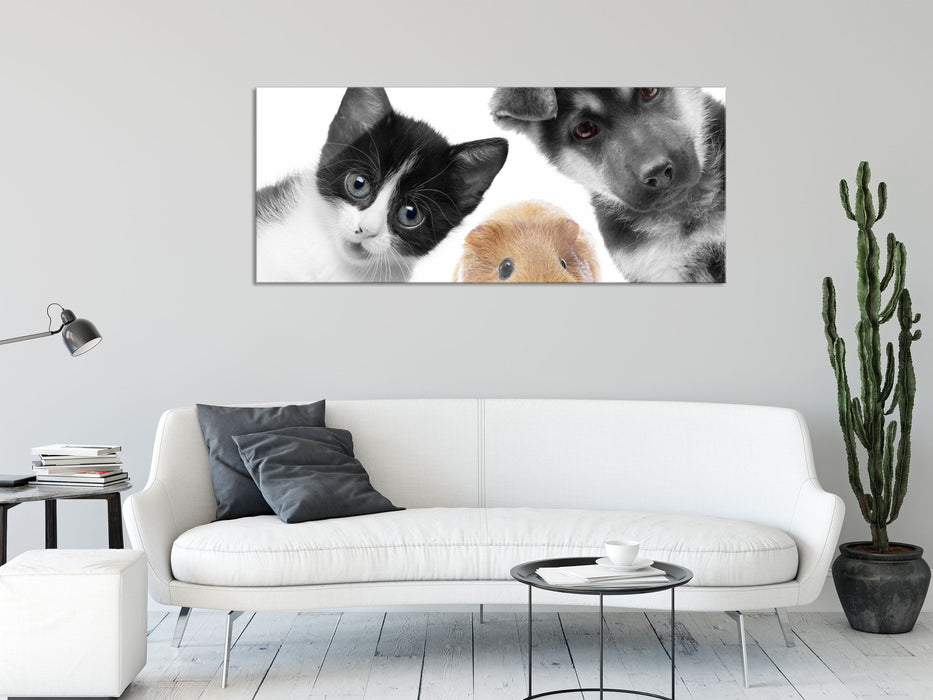 Trio Hund Katze Meerschweinchen, Glasbild Panorama