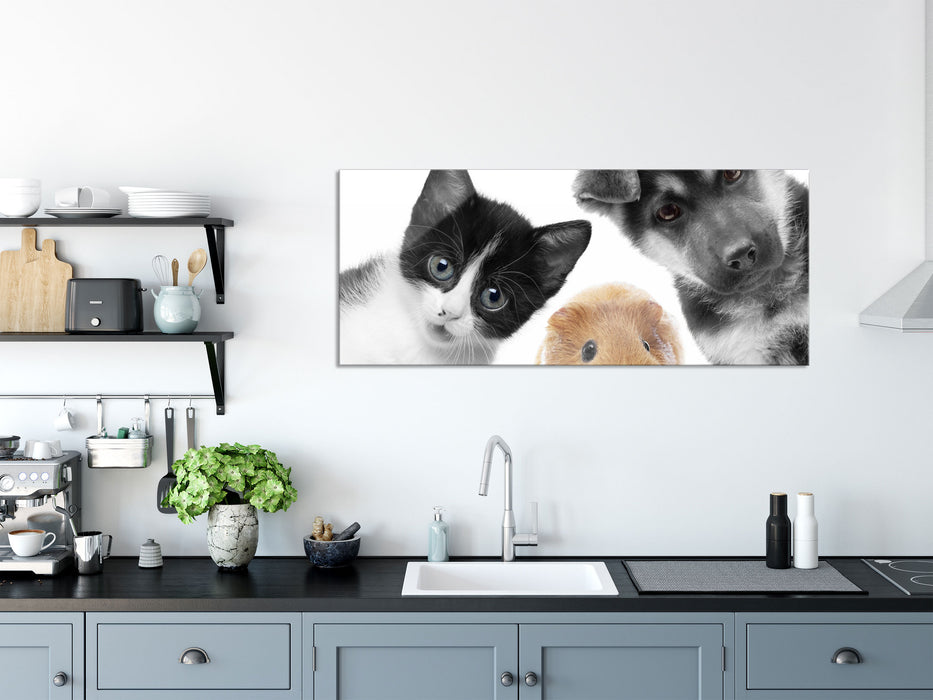 Trio Hund Katze Meerschweinchen, Glasbild Panorama