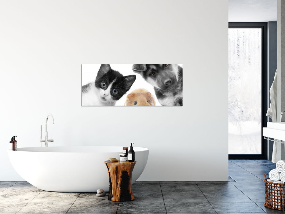 Trio Hund Katze Meerschweinchen, Glasbild Panorama