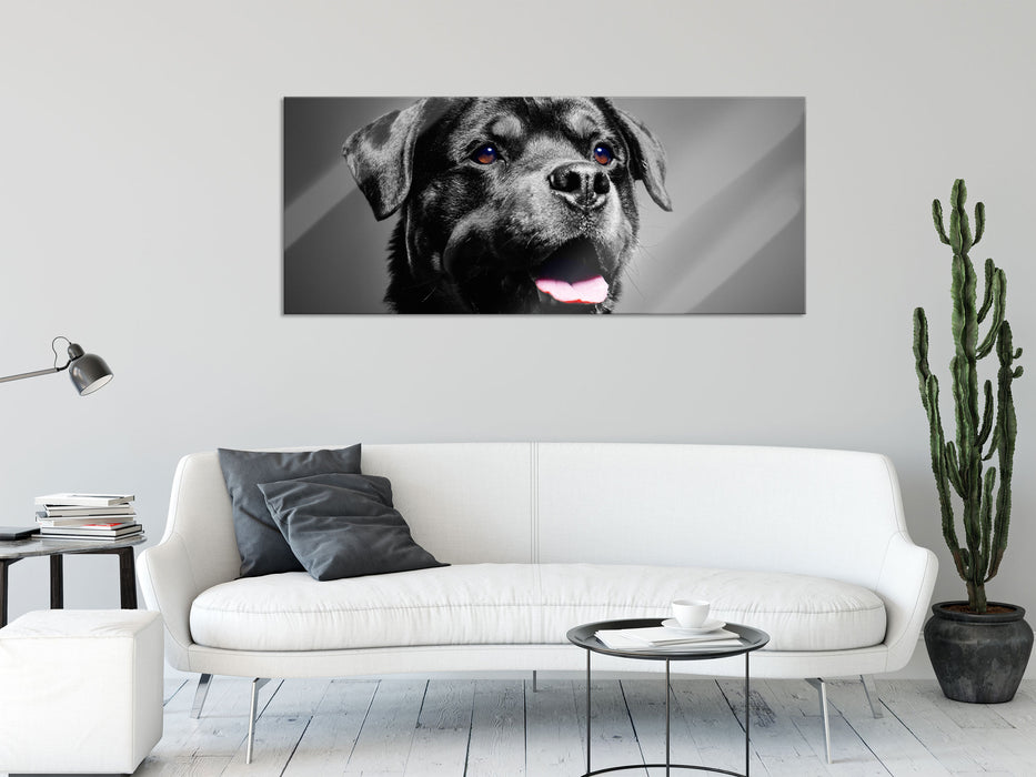 aufmerksamer Rottweiler, Glasbild Panorama