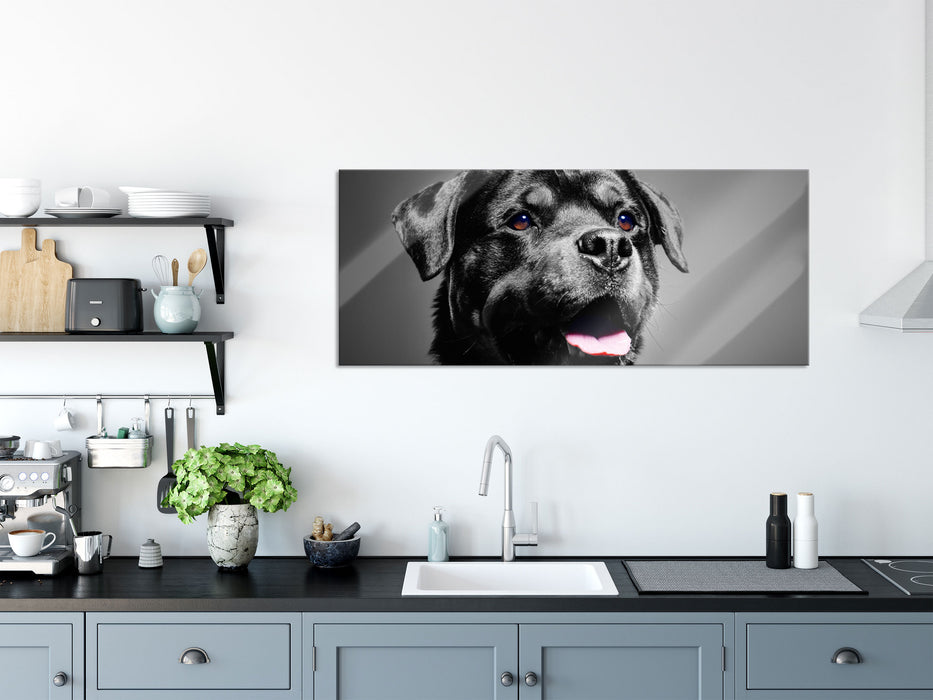 aufmerksamer Rottweiler, Glasbild Panorama