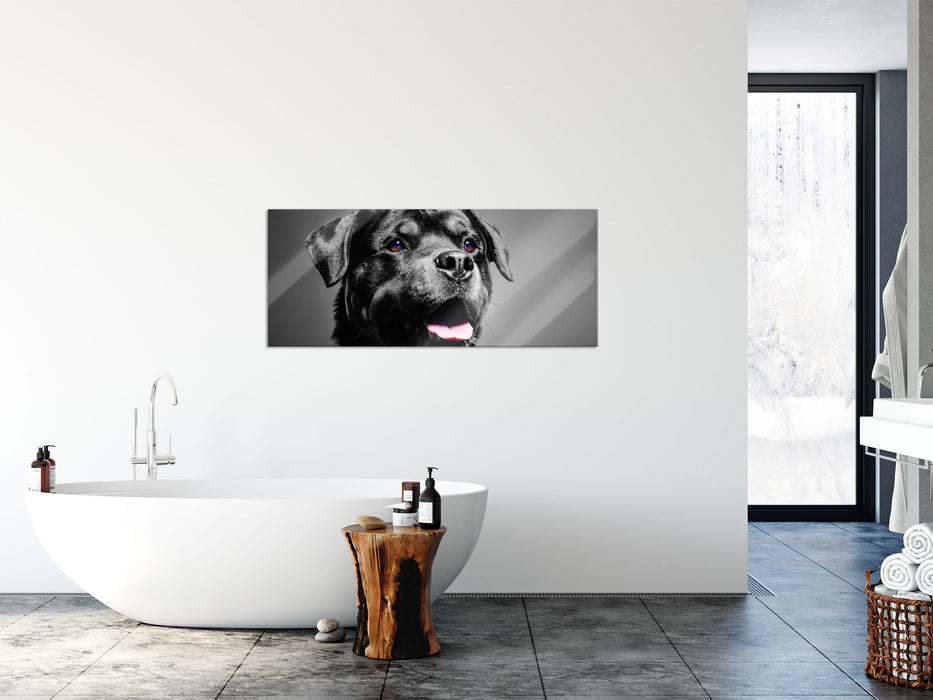 aufmerksamer Rottweiler, Glasbild Panorama