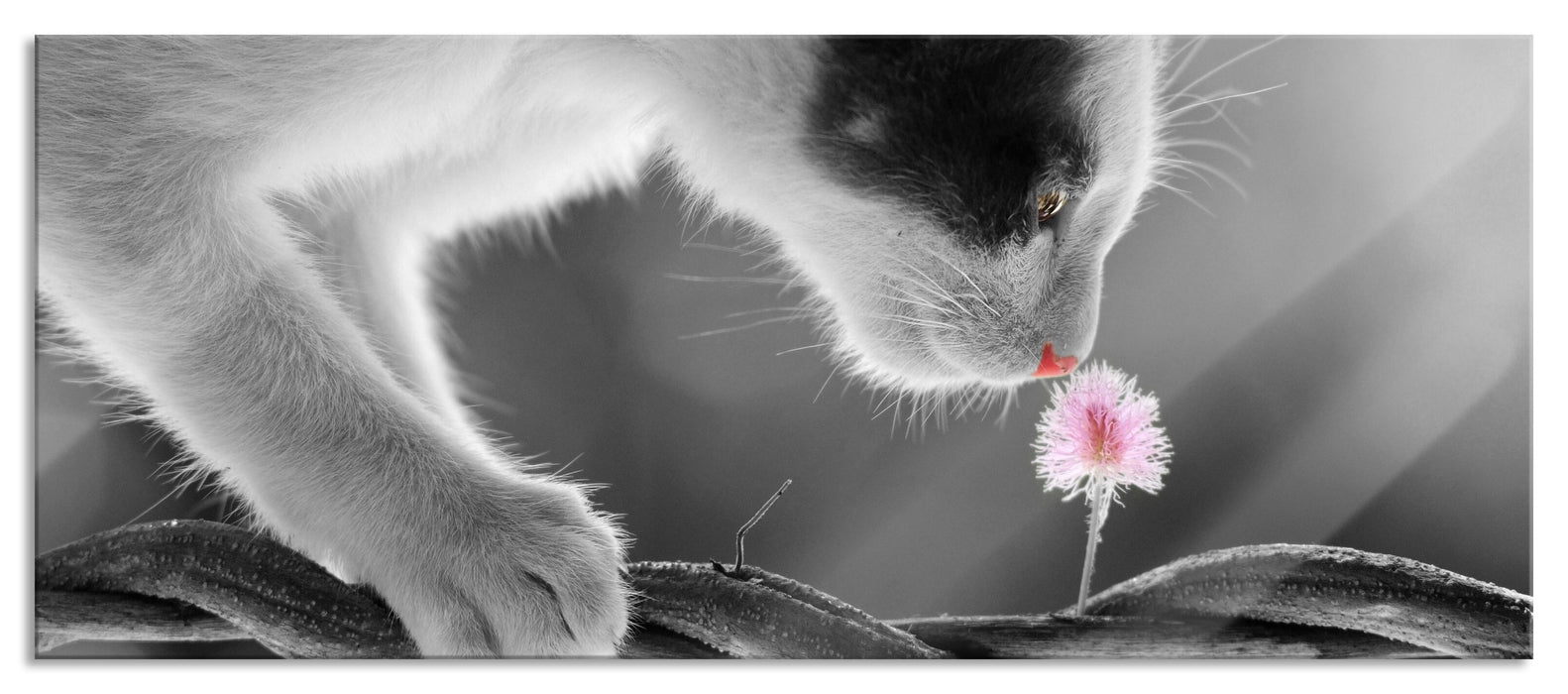 Pixxprint niedliche Katze mit Blüte, Glasbild Panorama