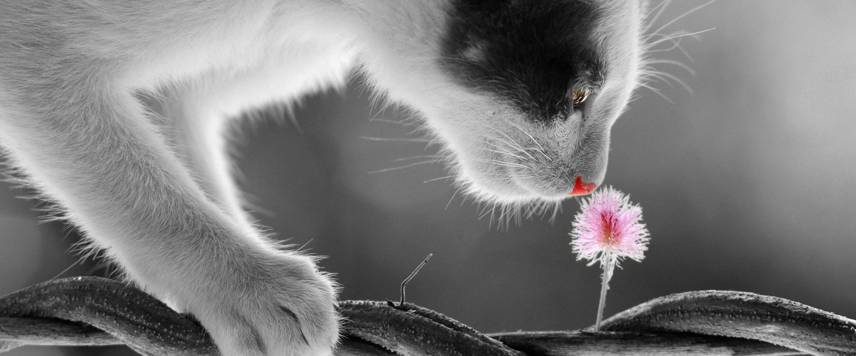 niedliche Katze mit Blüte, Glasbild Panorama