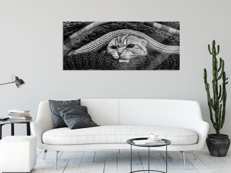 stinkige Katze zwischen Pullovern, Glasbild Panorama