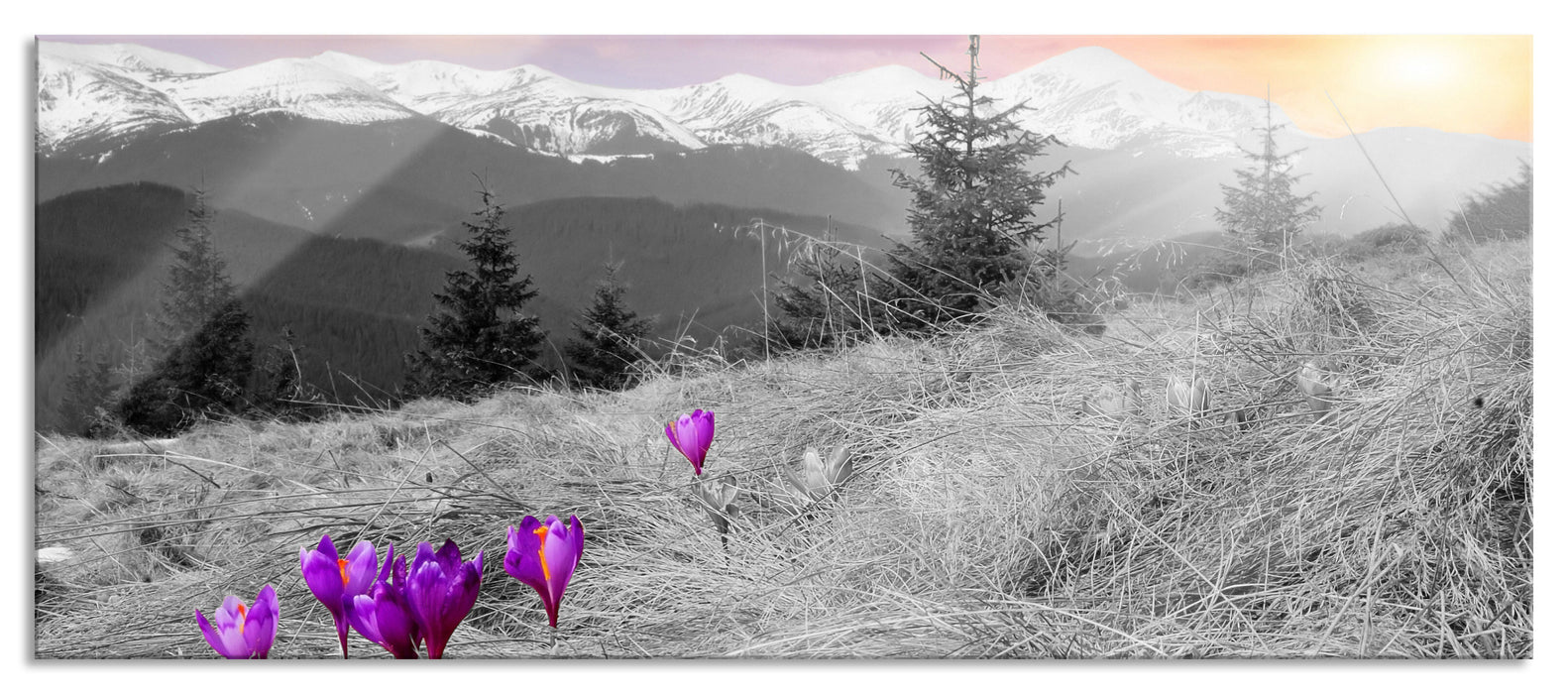 Pixxprint schöne Krokusse auf Alpenwiese, Glasbild Panorama