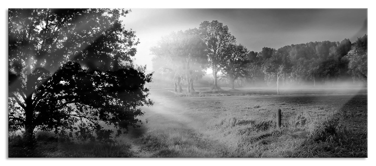 Pixxprint schöne Lichtung im Wald, Glasbild Panorama