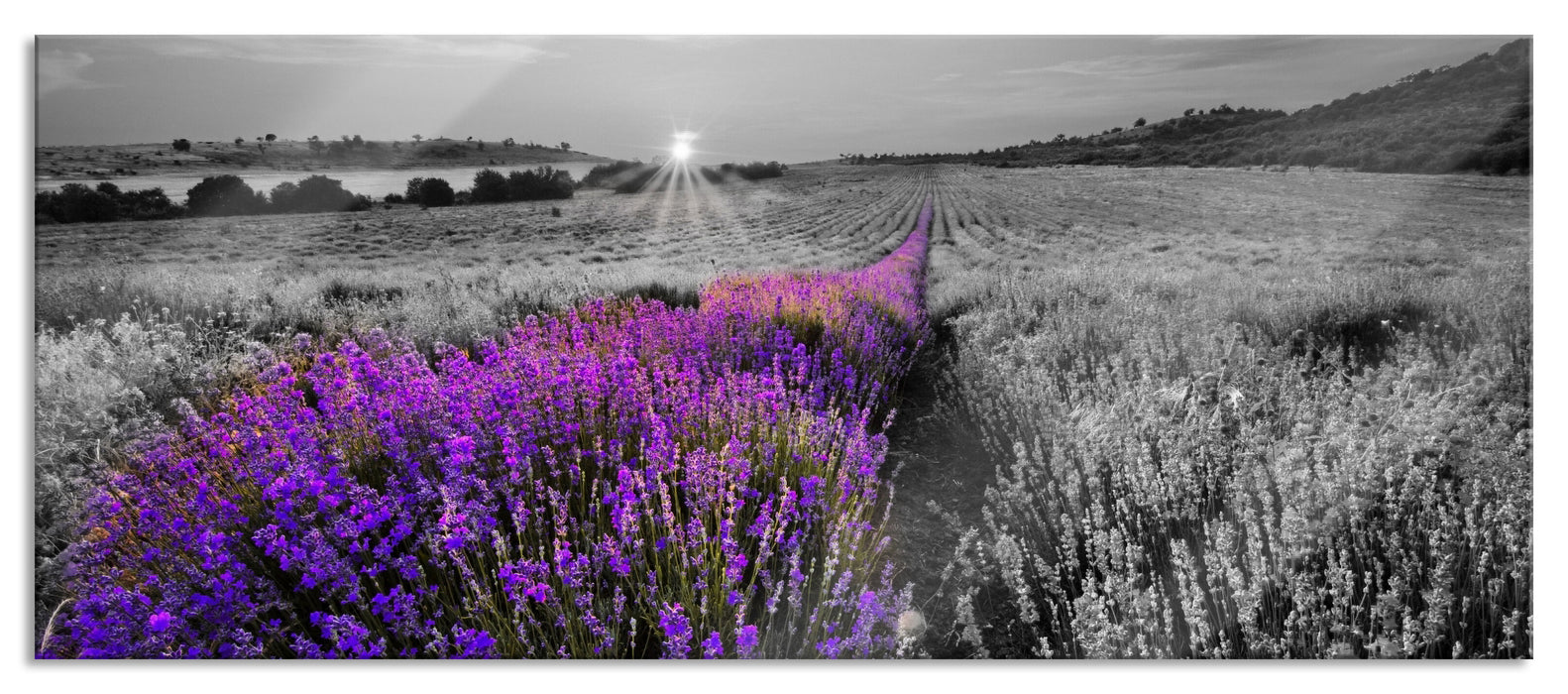 Pixxprint Lavendelfeld in Frankreich, Glasbild Panorama