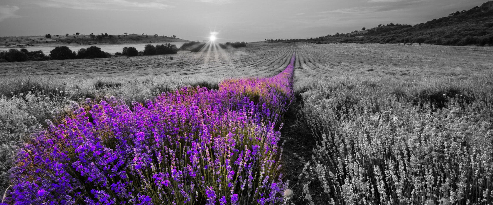 Lavendelfeld in Frankreich, Glasbild Panorama