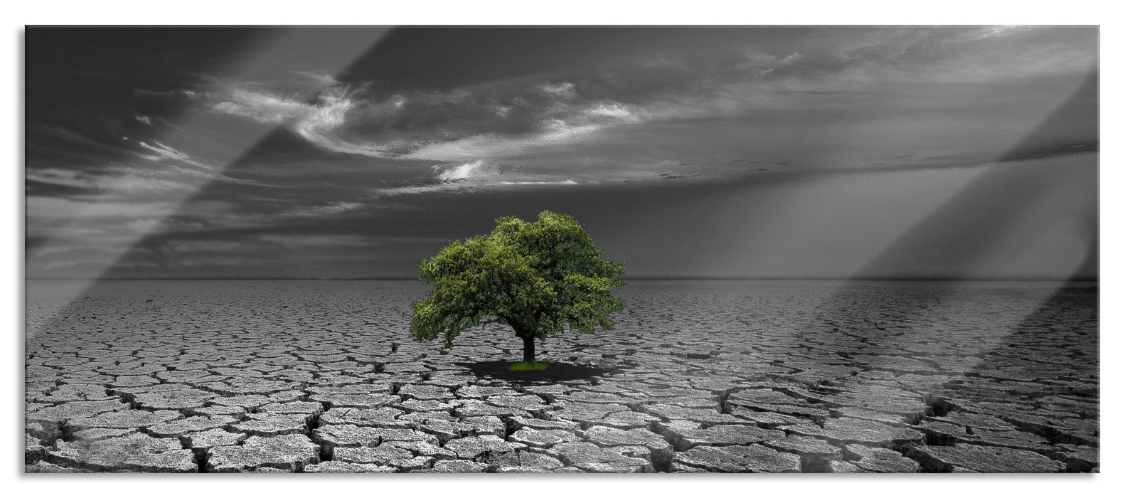 Pixxprint Baum auf ausgetrocknetem Boden, Glasbild Panorama