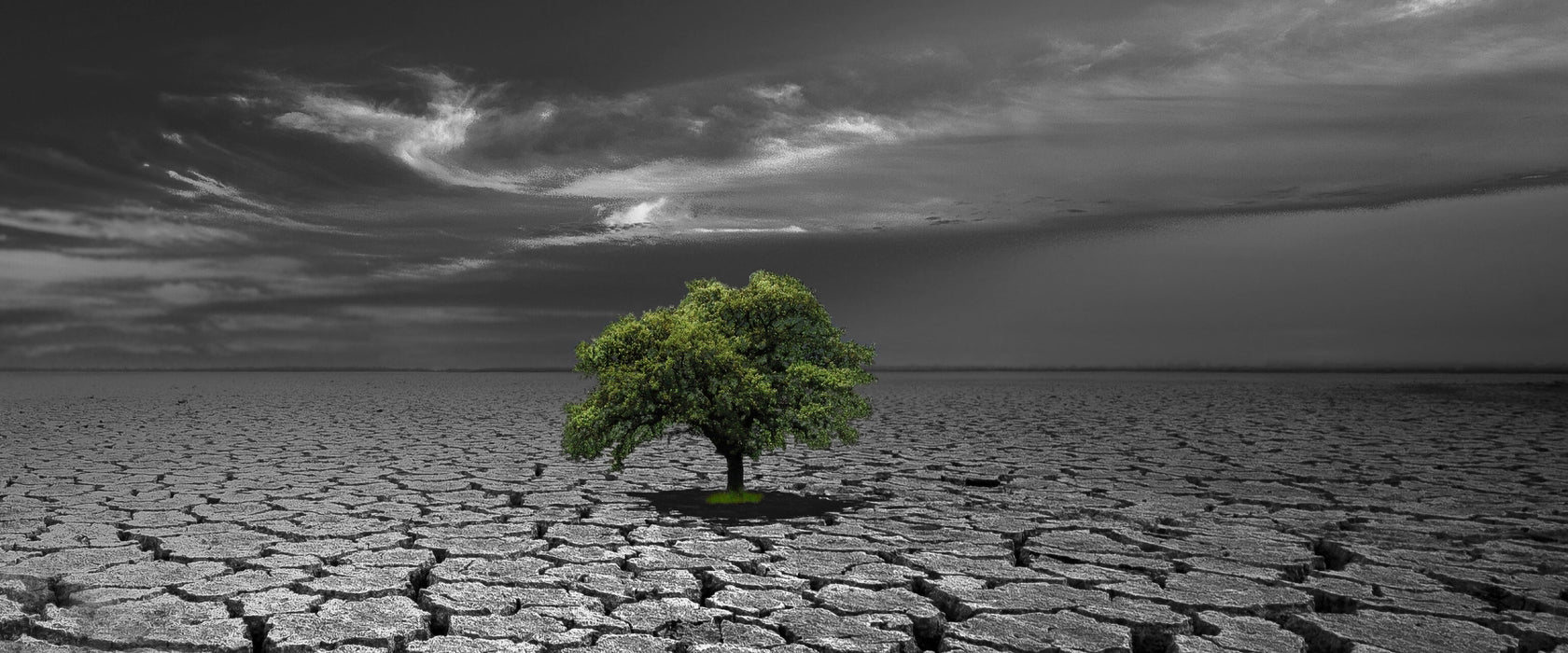 Baum auf ausgetrocknetem Boden, Glasbild Panorama