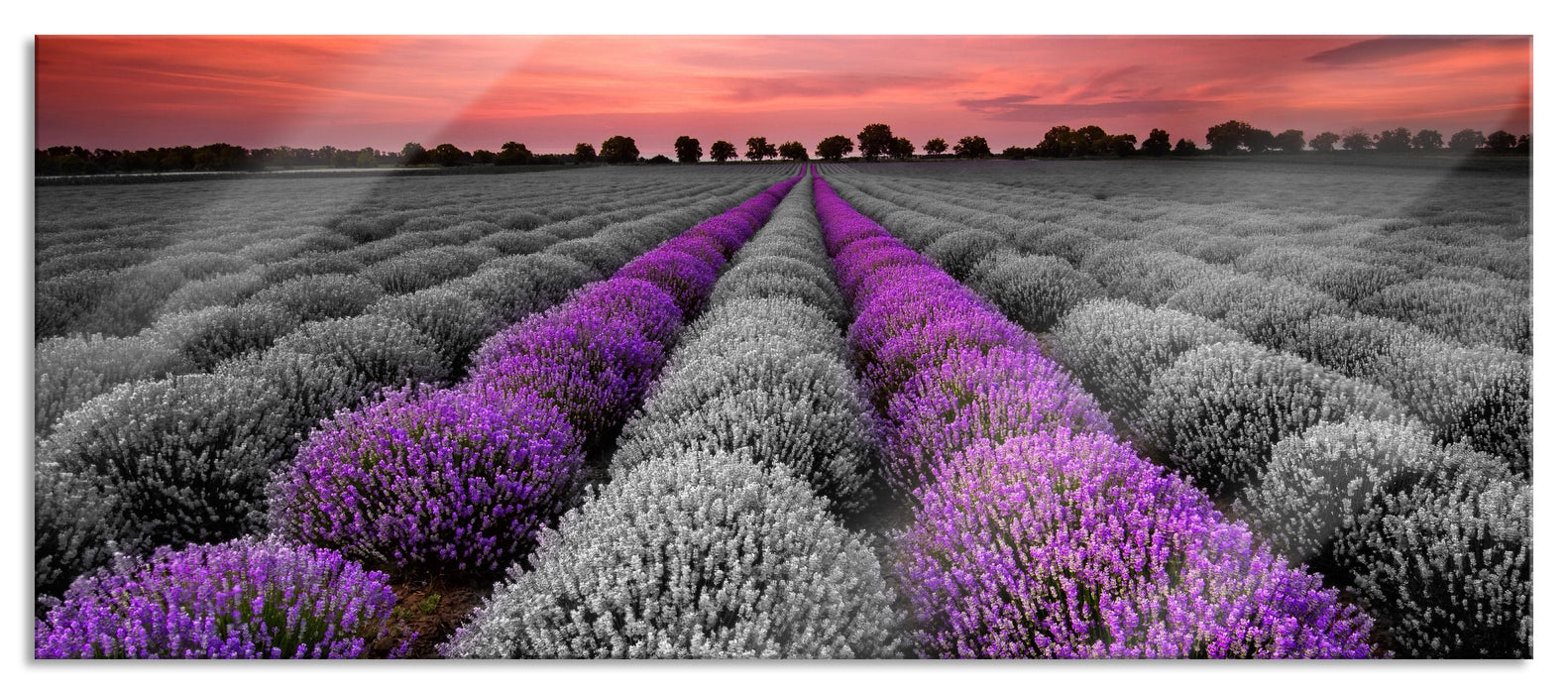 Pixxprint Lavendelfeld in der Provence, Glasbild Panorama