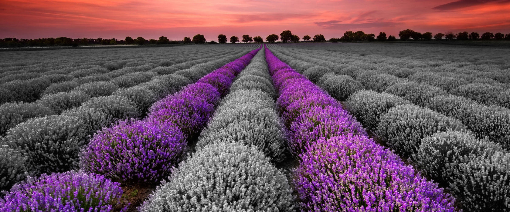 Lavendelfeld in der Provence, Glasbild Panorama