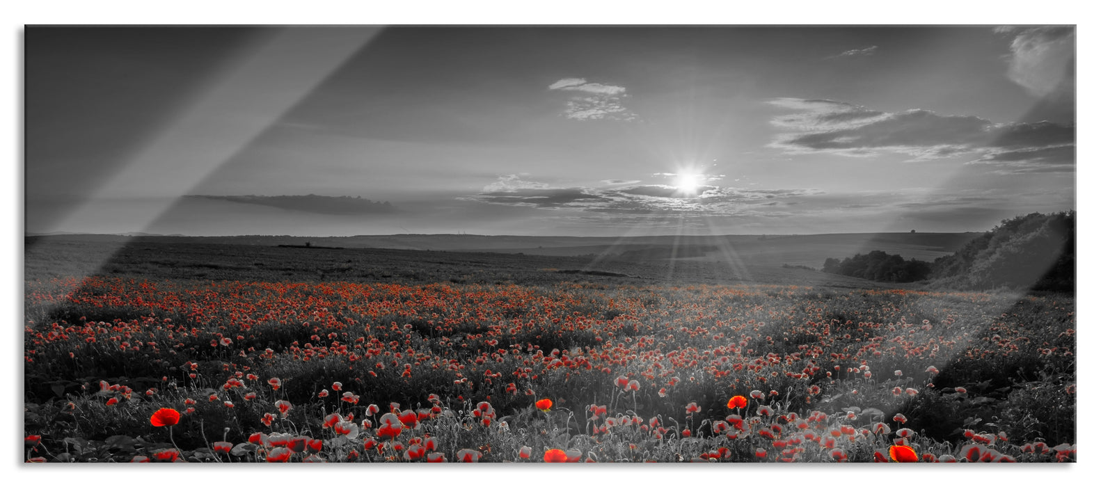 Pixxprint tolles Mohnblütenfeld, Glasbild Panorama